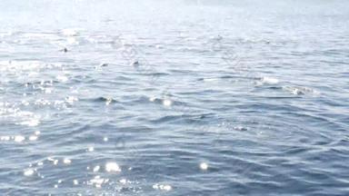 视图船常见的海豚<strong>豆荚</strong>开放水鲸鱼看之旅南部加州开玩笑地跳太平洋海洋使溅游泳海海洋野生动物